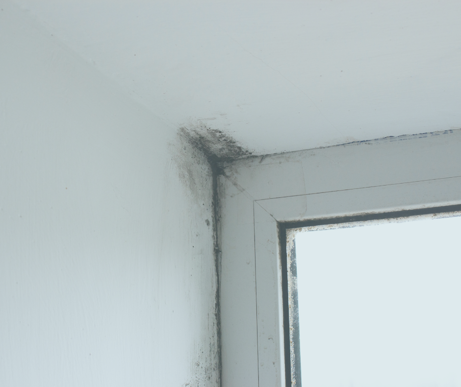 Common symptoms of mold-based health issues